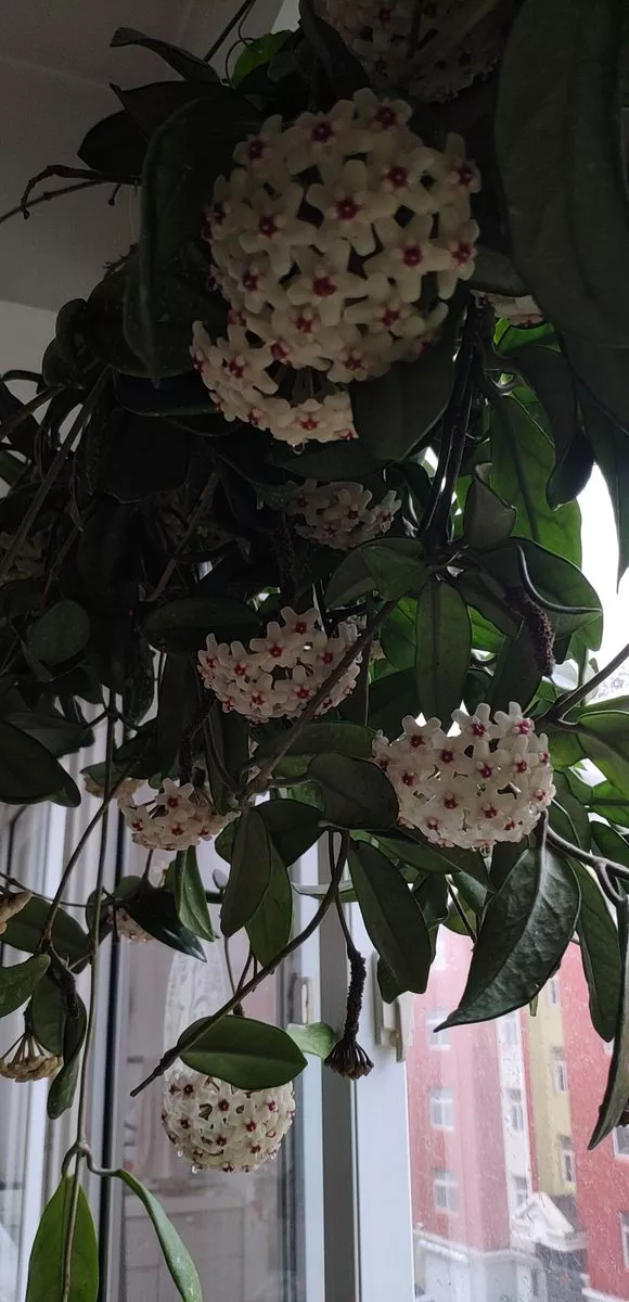 3种垂吊花，半年挂满窗户，开成窗帘花，窗帘钱都省了！