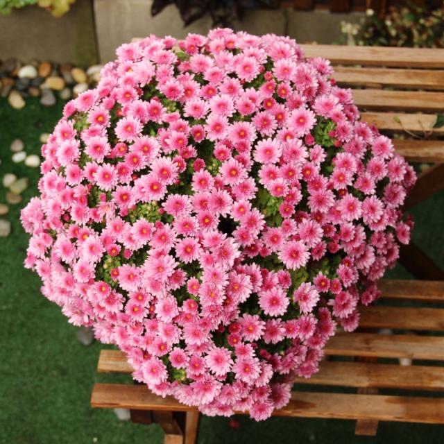秋季可养“4种花”，漂亮又好养，开花非常多，姹紫嫣红如小花园
