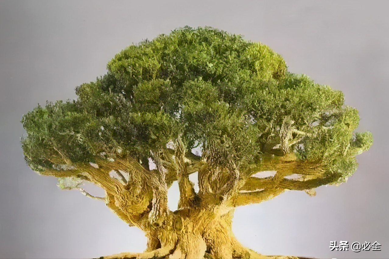 制作黄杨盆景好的人,都离不开这8种造型,实用实惠 制作黄杨盆景好的人,都离不开这8种造型,实用实惠