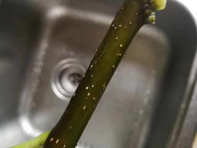 5种漂亮花，秋天快扦插，7天生白根，疯长猛开花，挂果一箩筐