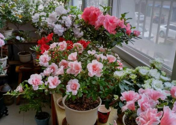初秋，想花草盆栽安全过渡？远离6个误区，养什么旺什么