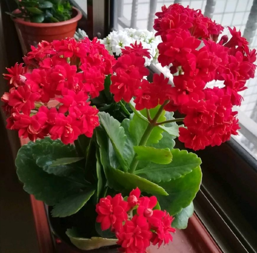 冬天养长寿花，浇水要做到“3不浇”，不然花期容易烂根黄叶