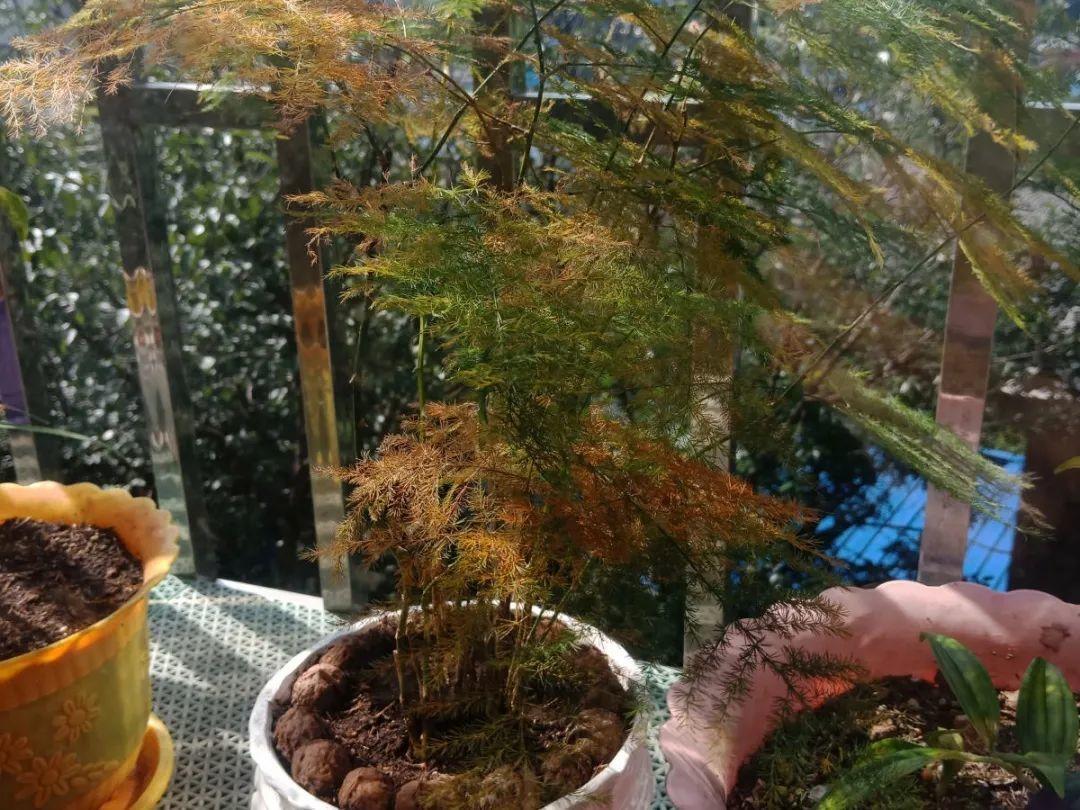 全国冻哭预警，常见的20种花最怕冷，赶紧保护起来