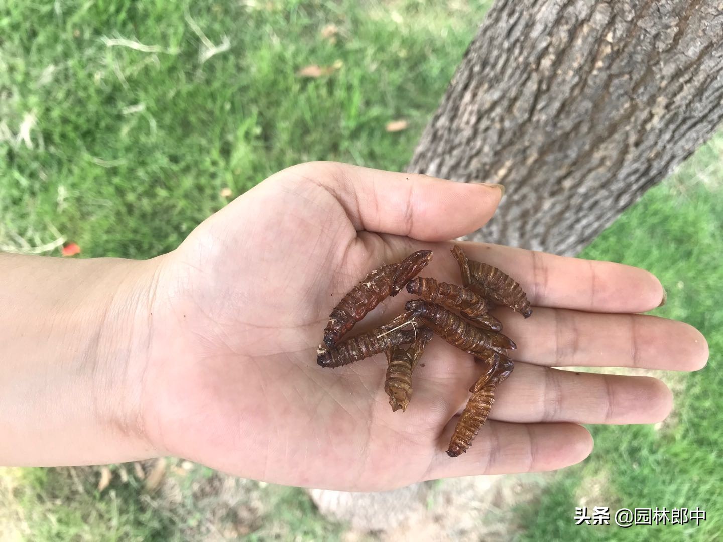 白蜡树树干上有很多虫孔，树下有很多细丝状木屑，怎么回事儿？