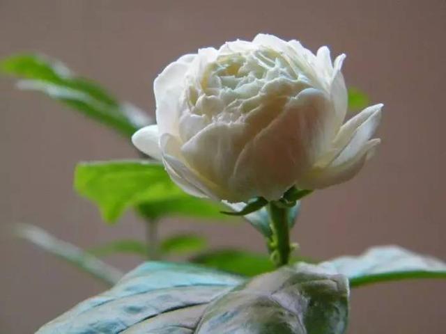 如果喜欢养花，一定不要错过这类花，优点多，好养活