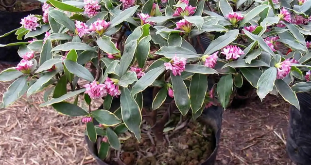 瑞香花怎么养家庭养法