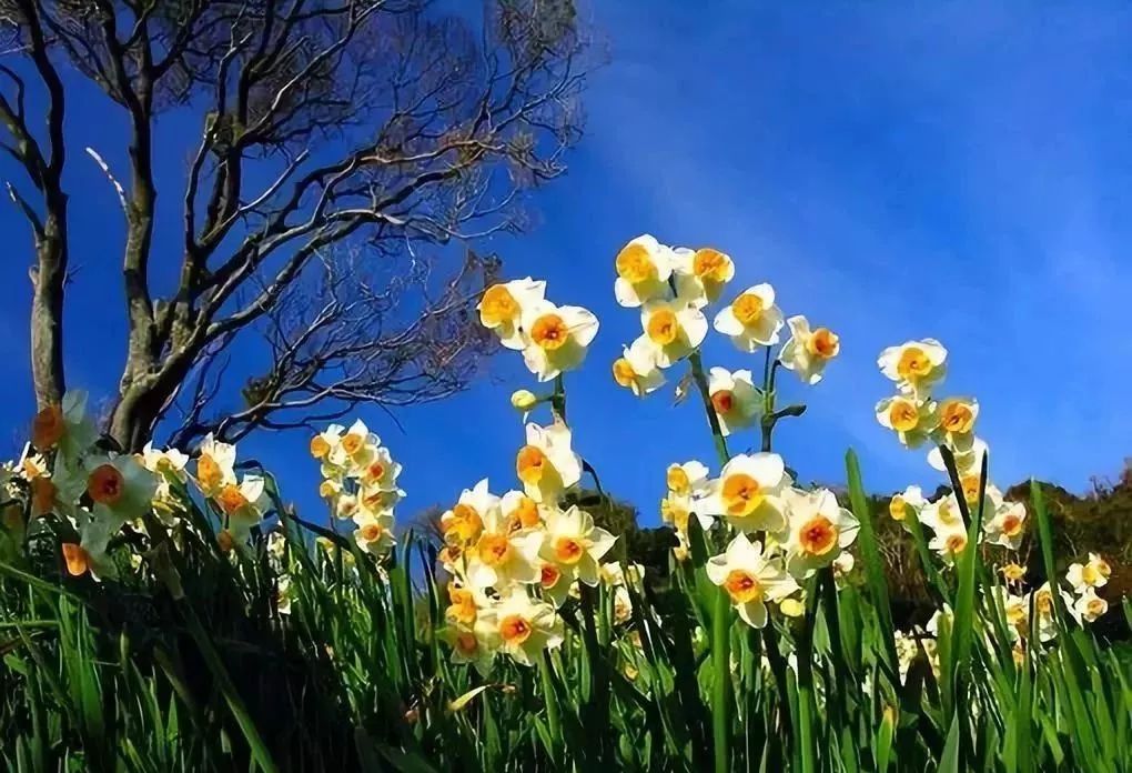 水仙竟然只开花不结果？原因在此↓