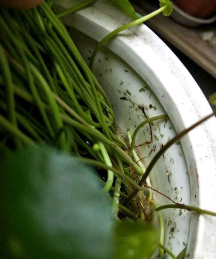 又到了铜钱草的生长旺盛期，做好三步，大叶子疯长、花盆装不下