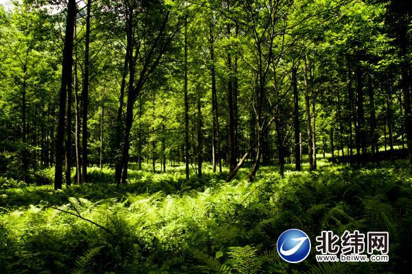 厚植生态本底探索绿色发展