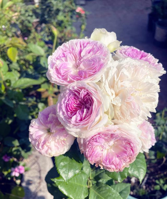 月季花“蓝月石”—花色美丽梦幻，香气浓郁，四季花开，值得拥有
