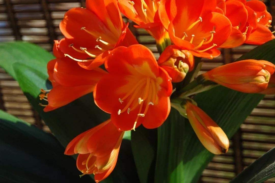 冬季养什么花好？3种常见又漂亮的“花卉”，能抵御寒冷顺利开花
