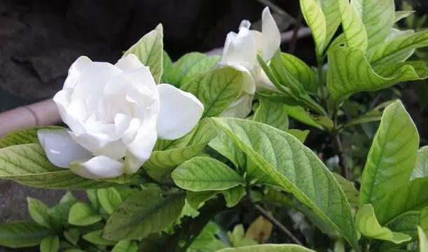 在家养栀子花，需要记住3点 能养出洁白清香的栀子花