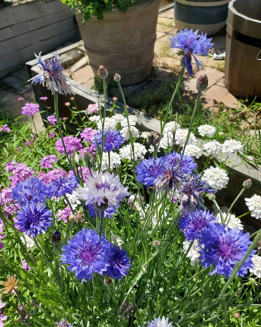 花园植物选择——5款一、二年生蓝色花卉，娇小玲珑，观赏价值高