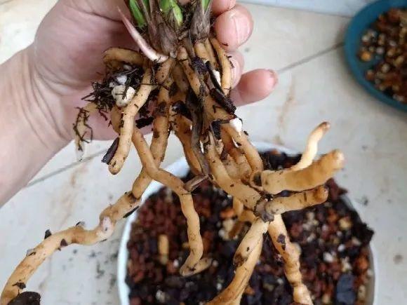 养花不一定要用大花盆，8种花要换小盆，挤着养才能长好