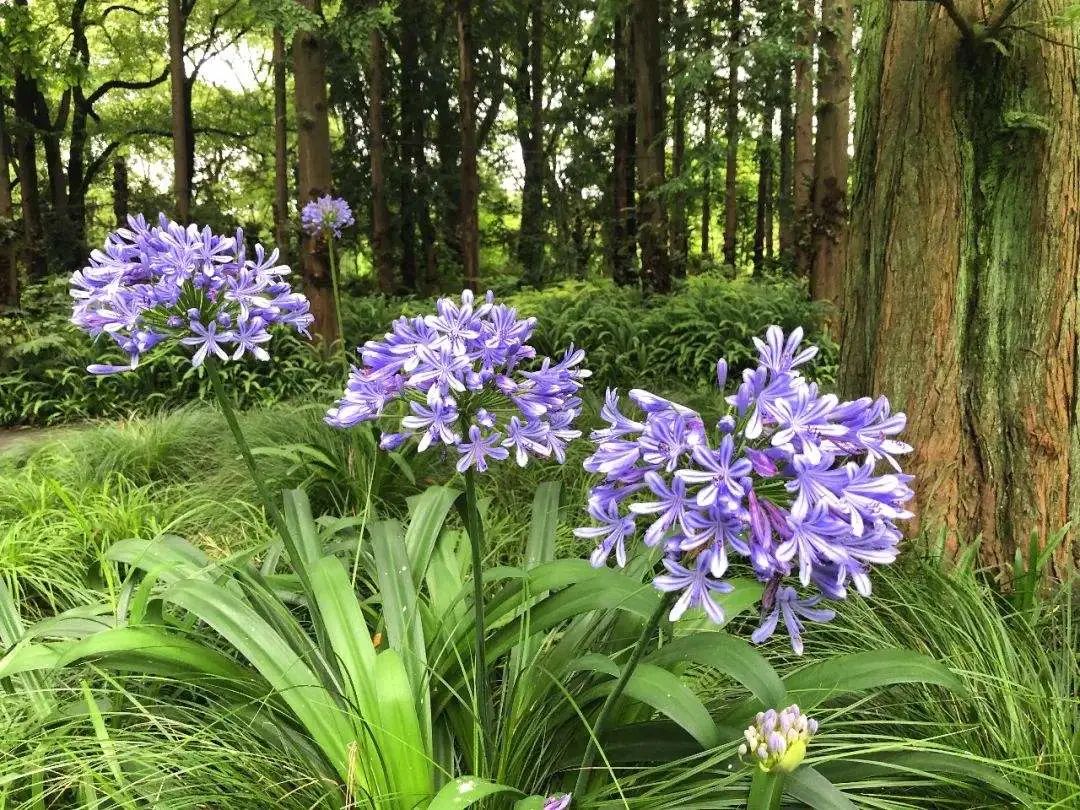 冰清玉洁优雅绽放的靓丽花朵，百子莲这么养护，温柔可人清新冰洁