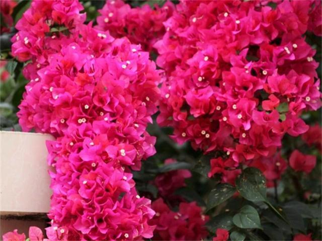庭院养花当选三角梅，爬藤能力强，轻松开成“花瀑布”