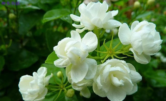 夏养茉莉有“三忌”，避开不烂根，窜新芽冒花苞，开出层叠群花