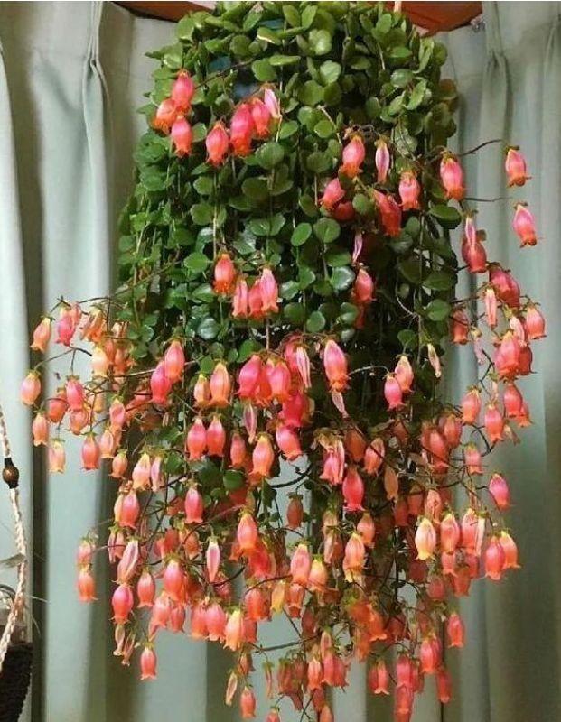 1种长寿花，花朵就像“小铃铛”，1棵小苗就能开20朵花