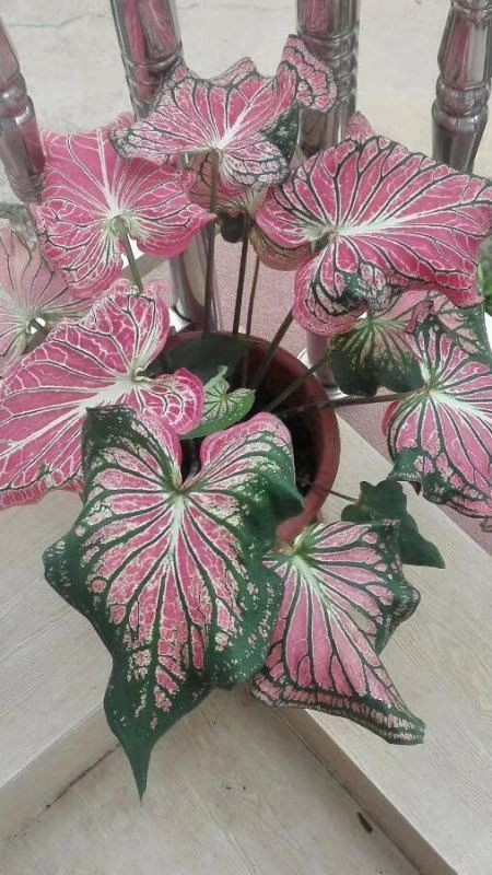 种花，叶子比油画还要美，放在家里像艺术品