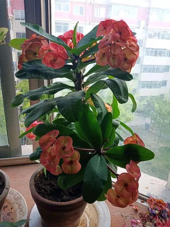 6种花就怕浇水多，水一多就不开花，少浇水反而开得旺