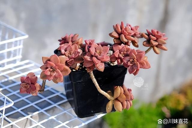 6种“有点阳光就灿烂”的多肉，秋冬养几盆正当时，长势旺状态美