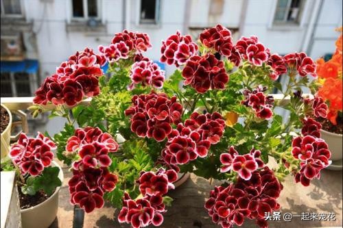 养天竺葵，了解掌握3个要点，猛窜芽冒小笋，开出层叠群花