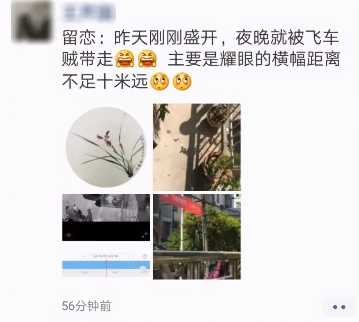 法院门口的花被偷，胆子真大，偷花贼令人大跌眼镜