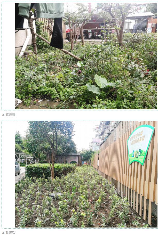 从暑到寒，宝山吴淞这个居民区改绿化、提“颜值”，只为......