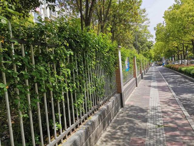 推窗见绿城在景中今年蜀山区新增50余处垂直绿化景观
