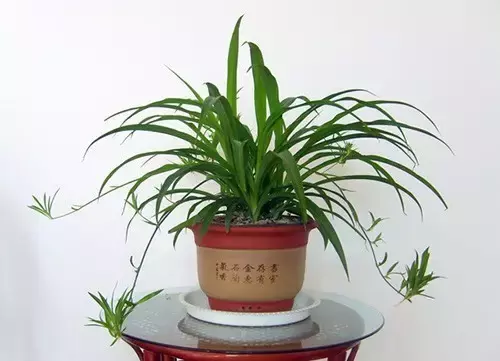 10种常见植物养护秘诀，养死算我的