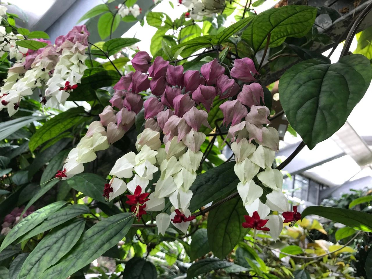 清纯绝美的垂枝茉莉，花朵如一串串白蝴蝶，冬春时节一直在开花