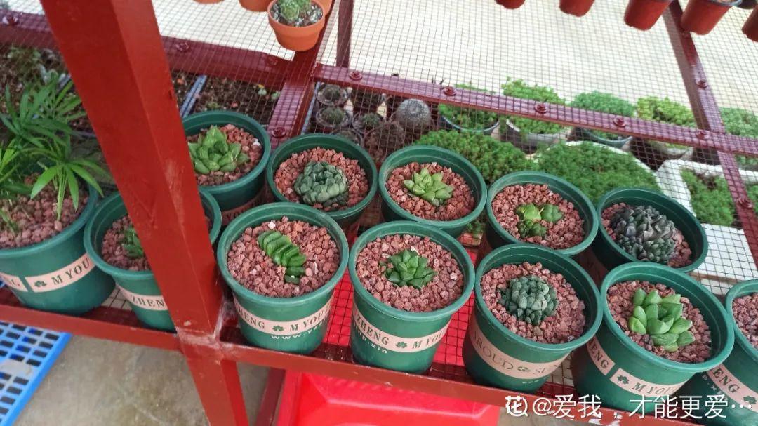 多肉养在大盆里，就是豪横霸气，棵棵大得像白菜