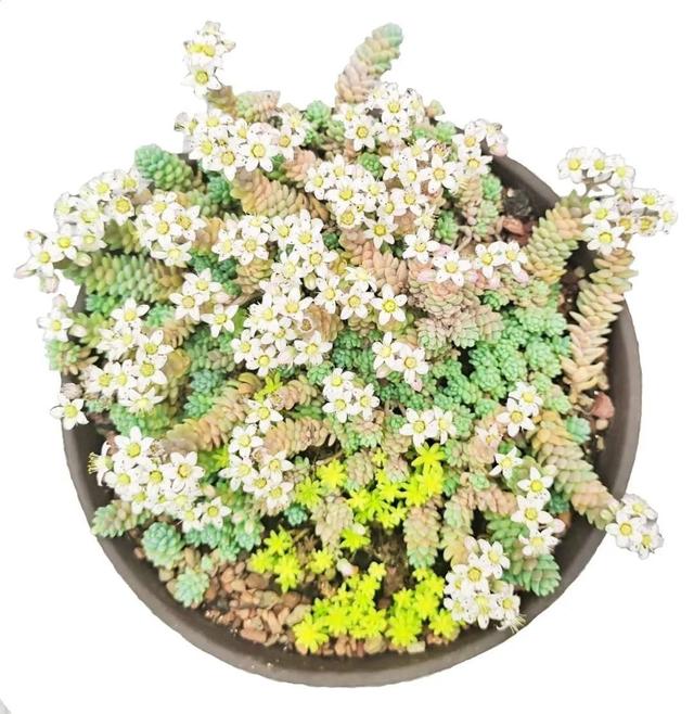 阳台绿化，一起养多肉