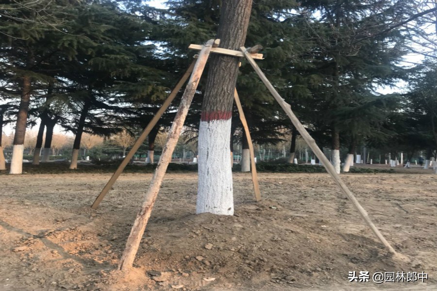 12月份园林养护进入尾声，收尾工作如何做才能让苗木来年长得好