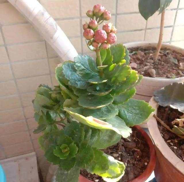 有的长寿花花苞满头，有的花苞寥寥无几，是因为这“4个因素”