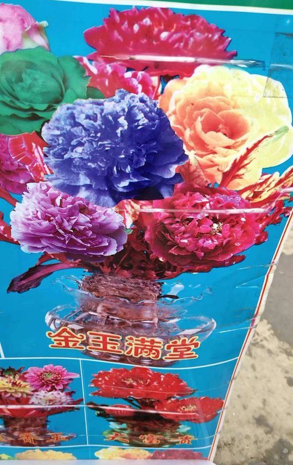 警惕6种花，骗子最爱卖，不是假花就是死苗，很多人上当