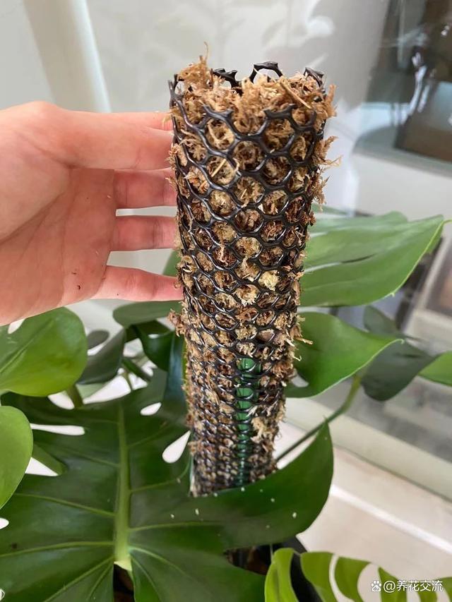水苔养花的5大作用，可以大大提高养花技巧，赶紧学起来