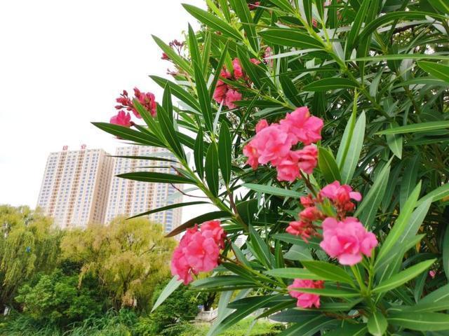 曾随处可见的7种“绿化树”，如今想见一种都难，不适合终会淘汰