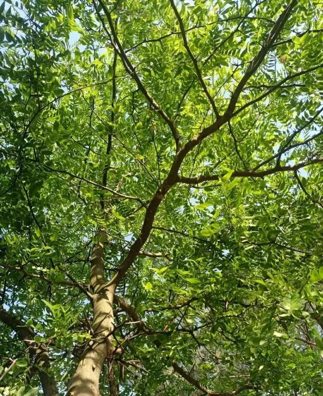 曾红极一时的5种“绿化树”，如今却很少见了，不适合终会被淘汰