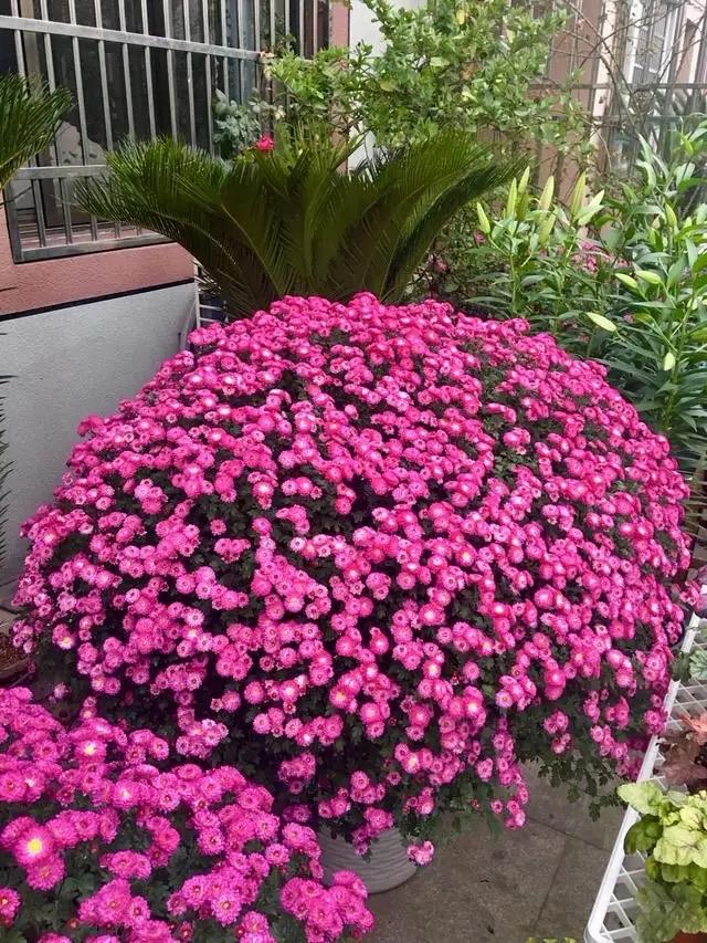 秋季可养“4种花”，漂亮又好养，开花非常多，姹紫嫣红如小花园