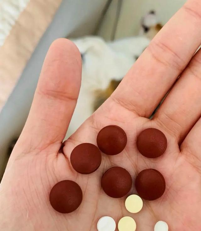 4种药片养花能“起死回生”，浇水时候放一片，壮根叶绿，长疯了