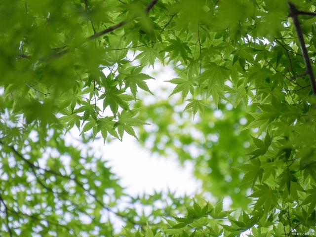 虹之玉：一种美丽的多肉植物
