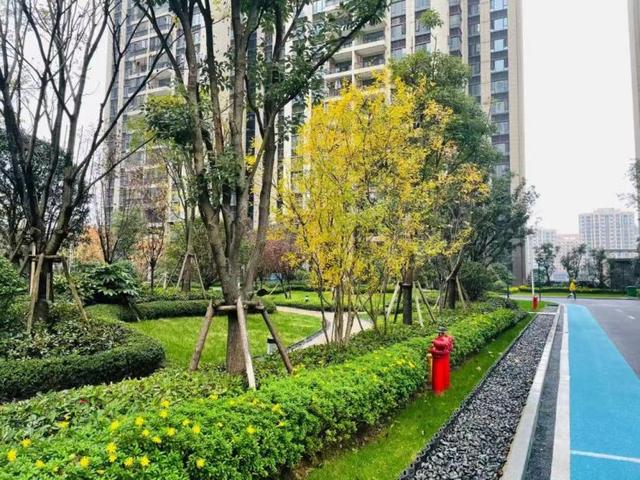 绿化提升！碧桂园多社区园林焕新颜