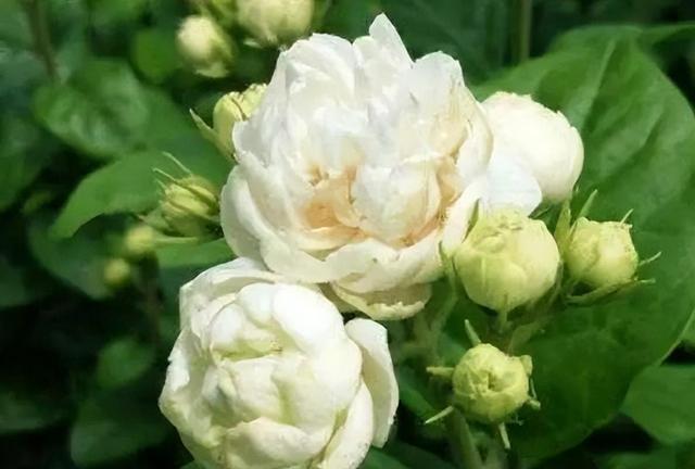 虎头茉莉，优秀的盆栽茉莉品种，花大美丽，芬芳好养，适合新手