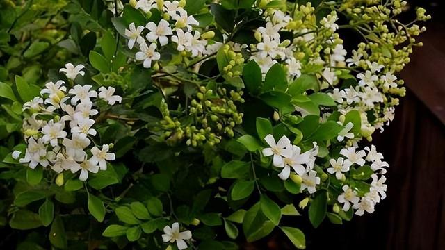 院子里养九里香花，花香清香典雅，让人心旷神怡
