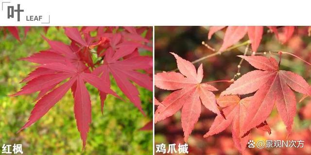景观绿化中易混淆的植物品种。还在傻傻分不清吗