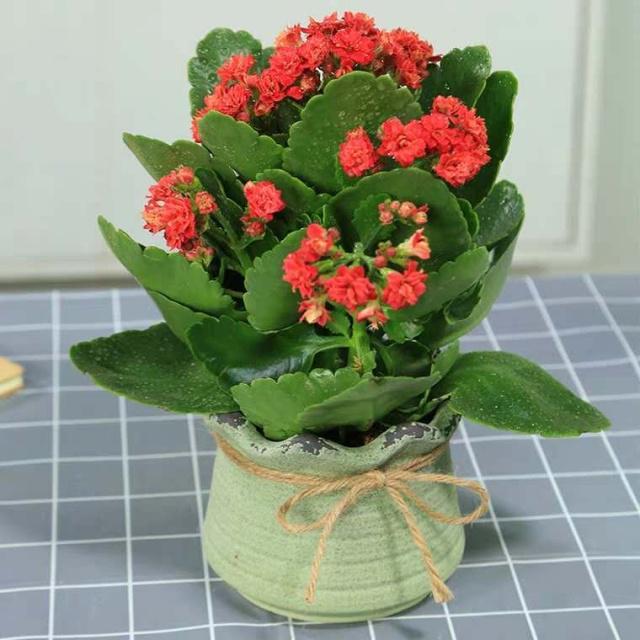 5种花佛系养不好，多修剪才能“再生”，剪得越狠开得越好