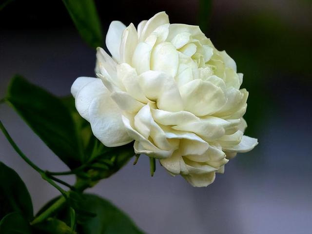 虎头茉莉，优秀的盆栽茉莉品种，花大美丽，芬芳好养，适合新手