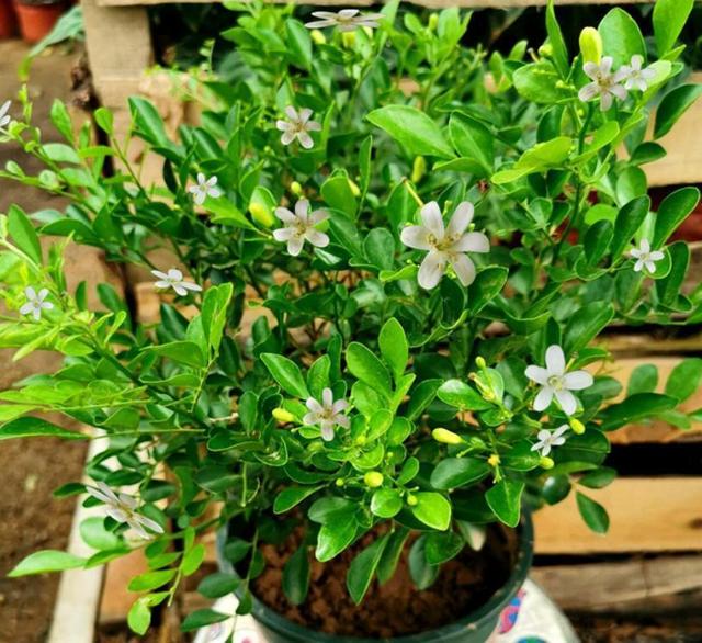 院子里养九里香花，花香清香典雅，让人心旷神怡