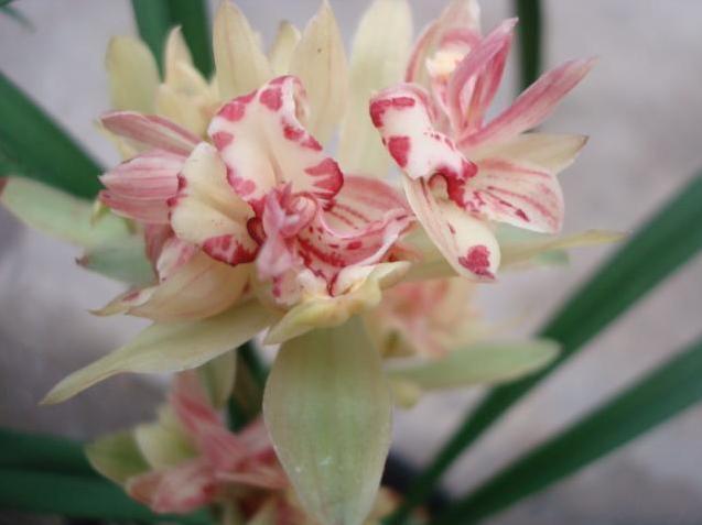 这种兰花形状奇特，香味还十分浓郁，关键一年还能开3次花